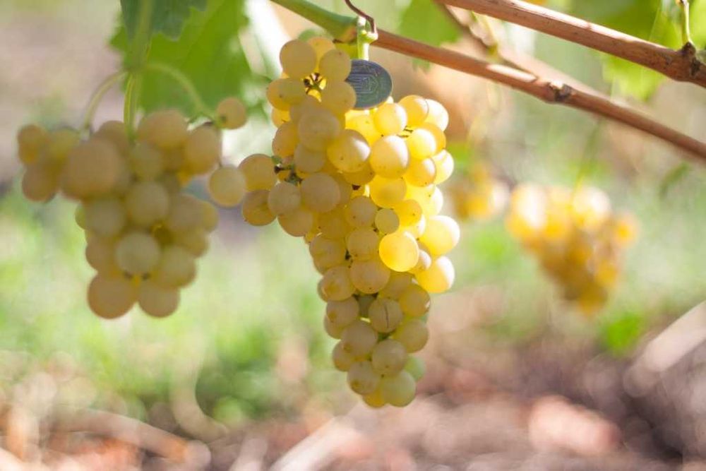 Продам саженцы винограда. В наличии 34 сорта и гибридных форм.