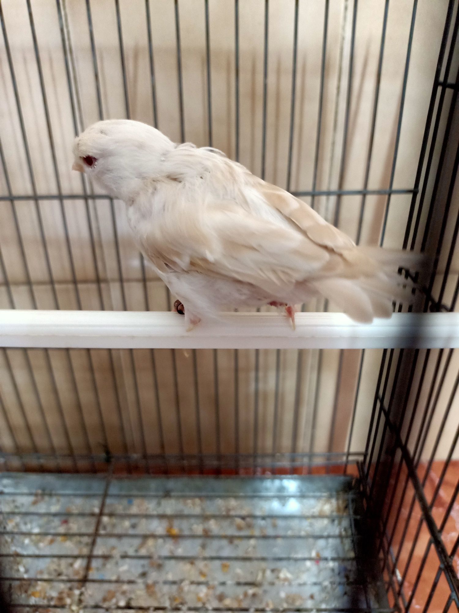 Canário satines aves pássaros gaiolas