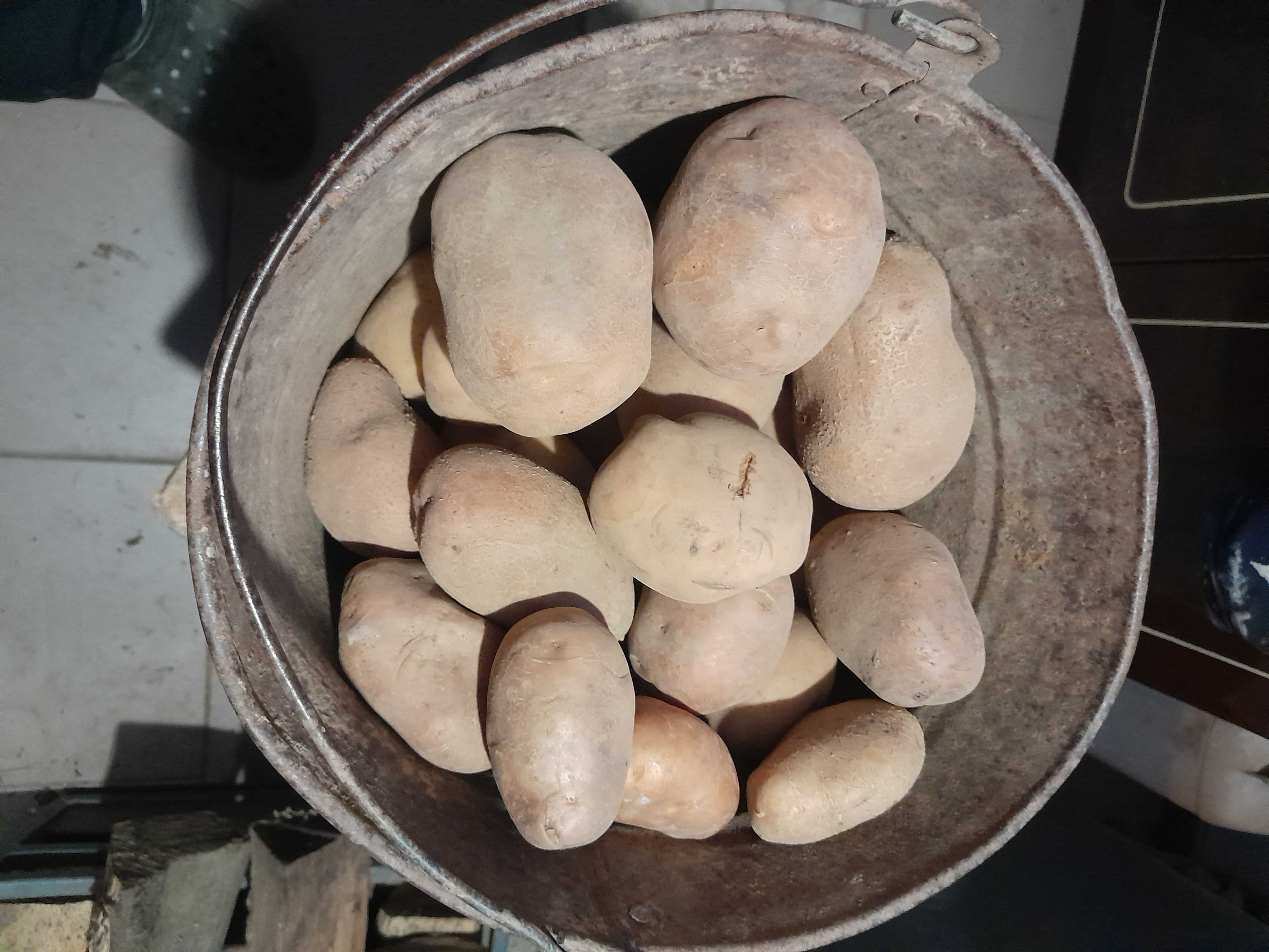 Домашня картопля середня