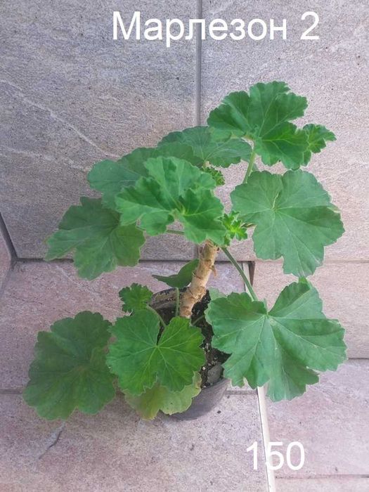 Сортовые пеларгонии