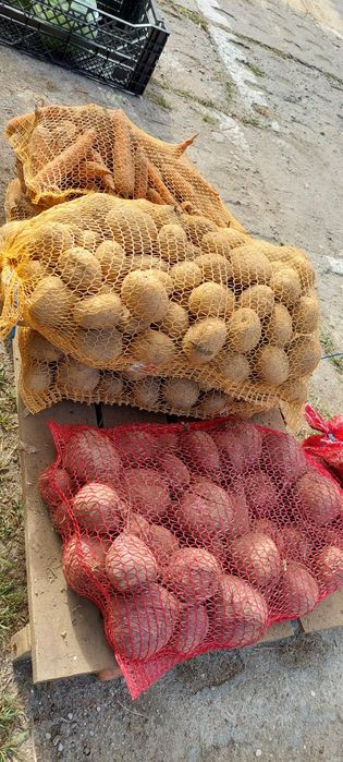 Ziemniaki Gala 1,3 zł kg ( od tony 1 zł kg )