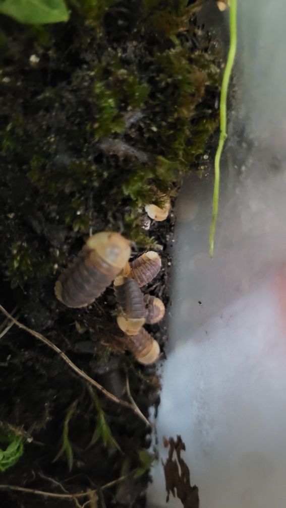 Cubaris Sp. Rubber Ducky gatunek kolekcjonerski. Prosionki