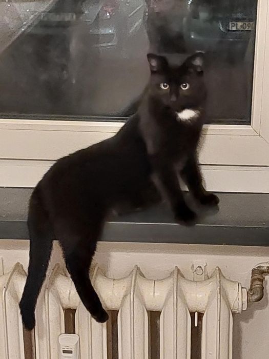 Oddam kotka za darmo!