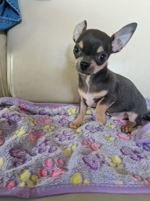 Piesek chihuahua krótkowłosy gotowy do zmiamy domku