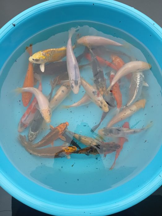 Carpas koi vários tamanhos