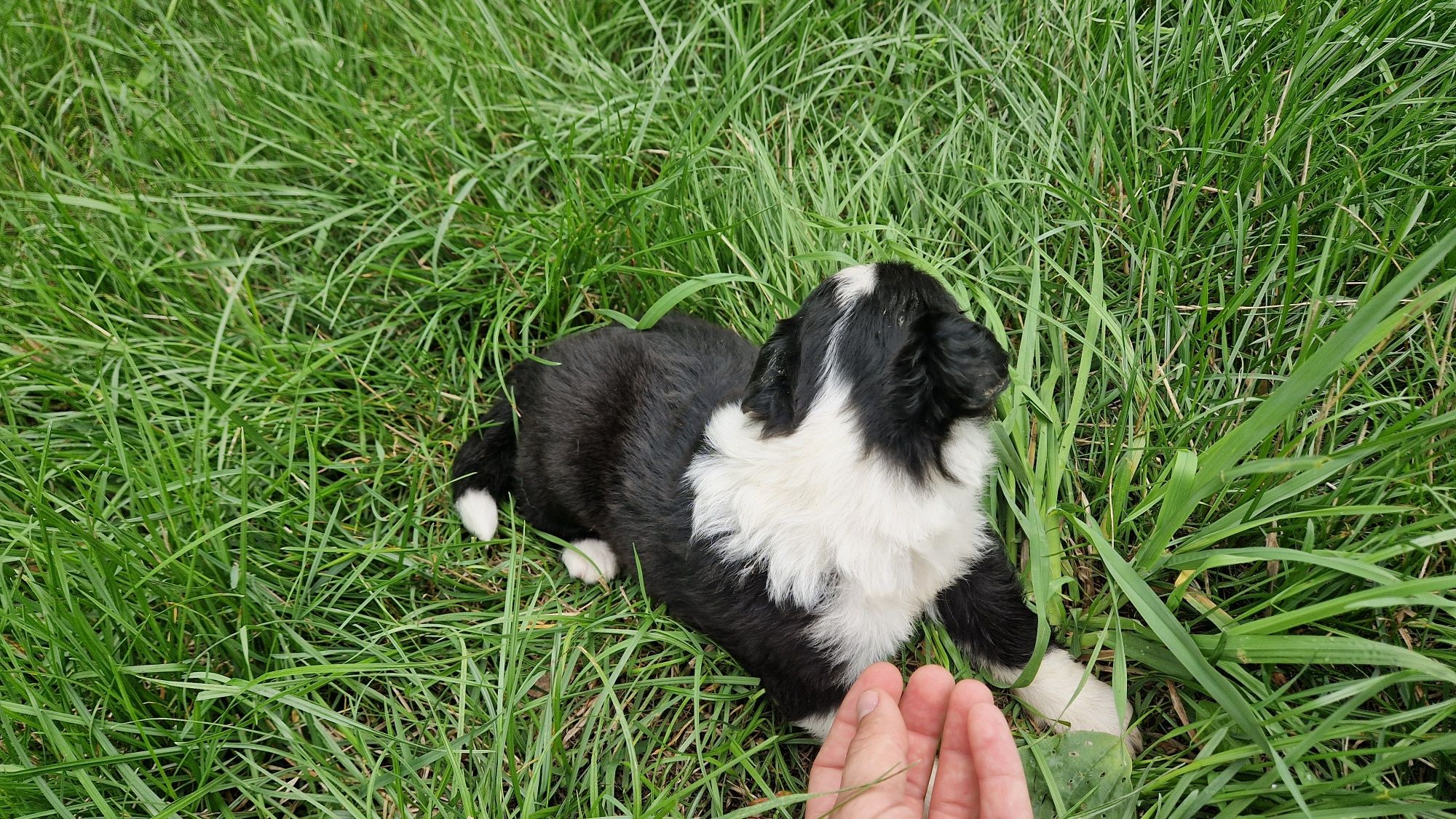 Border Collie suczka suka szczeniak