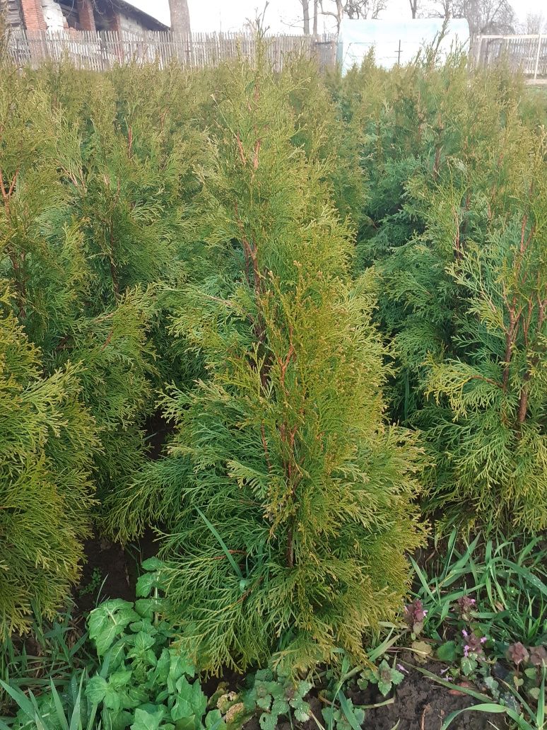 Tuja, Thuja Szmaragd  80-90 cm kopana z gruntu