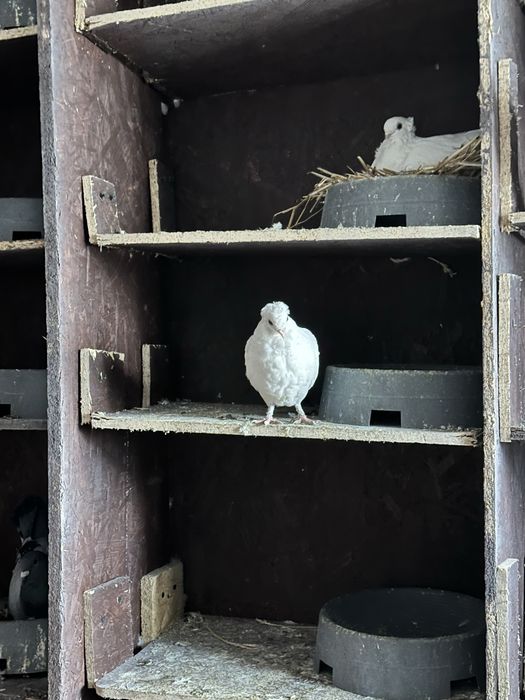 Gołebie dryjery czarny ogon 2025