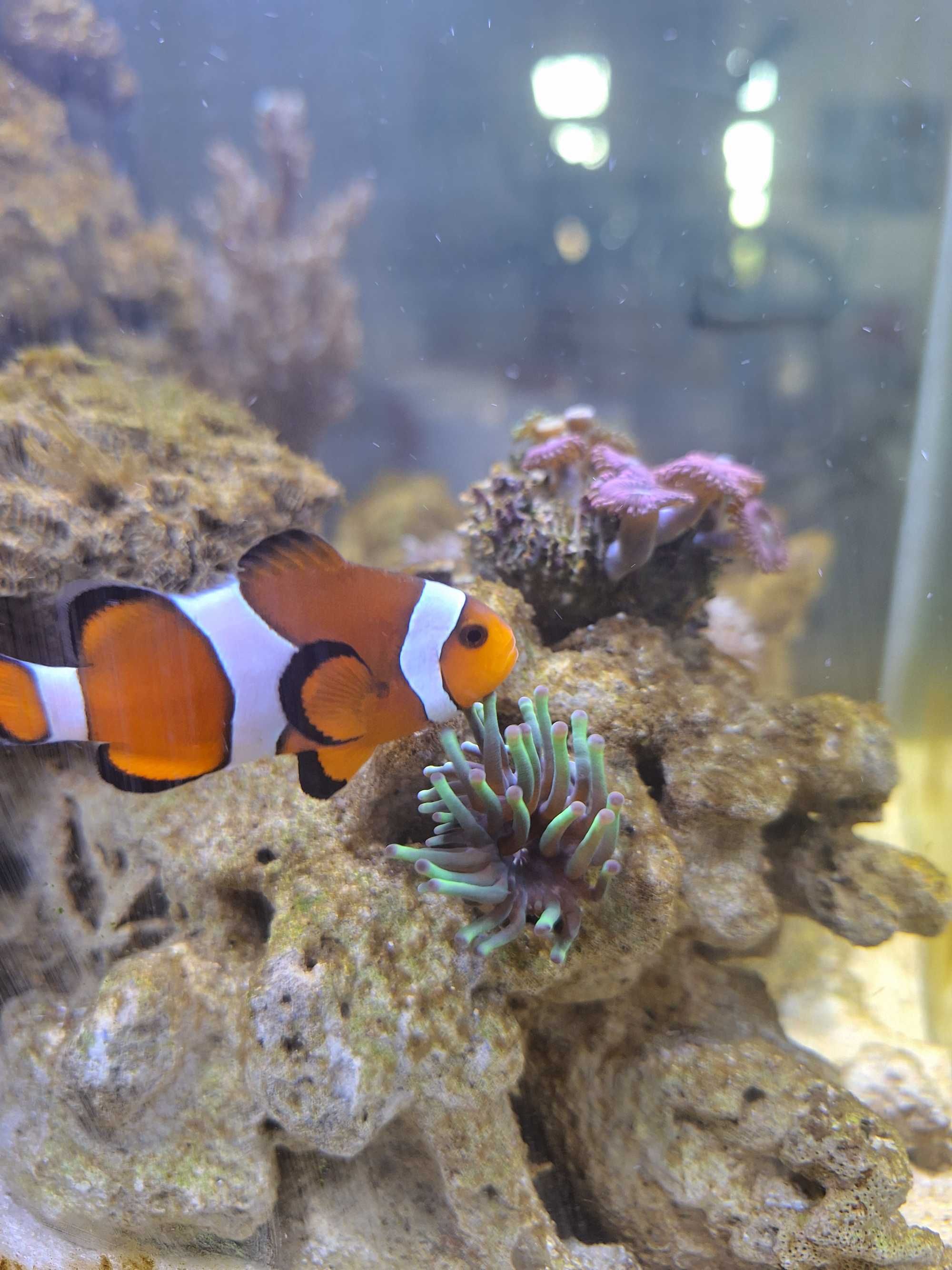 Błazenek Amphiprion ocellaris