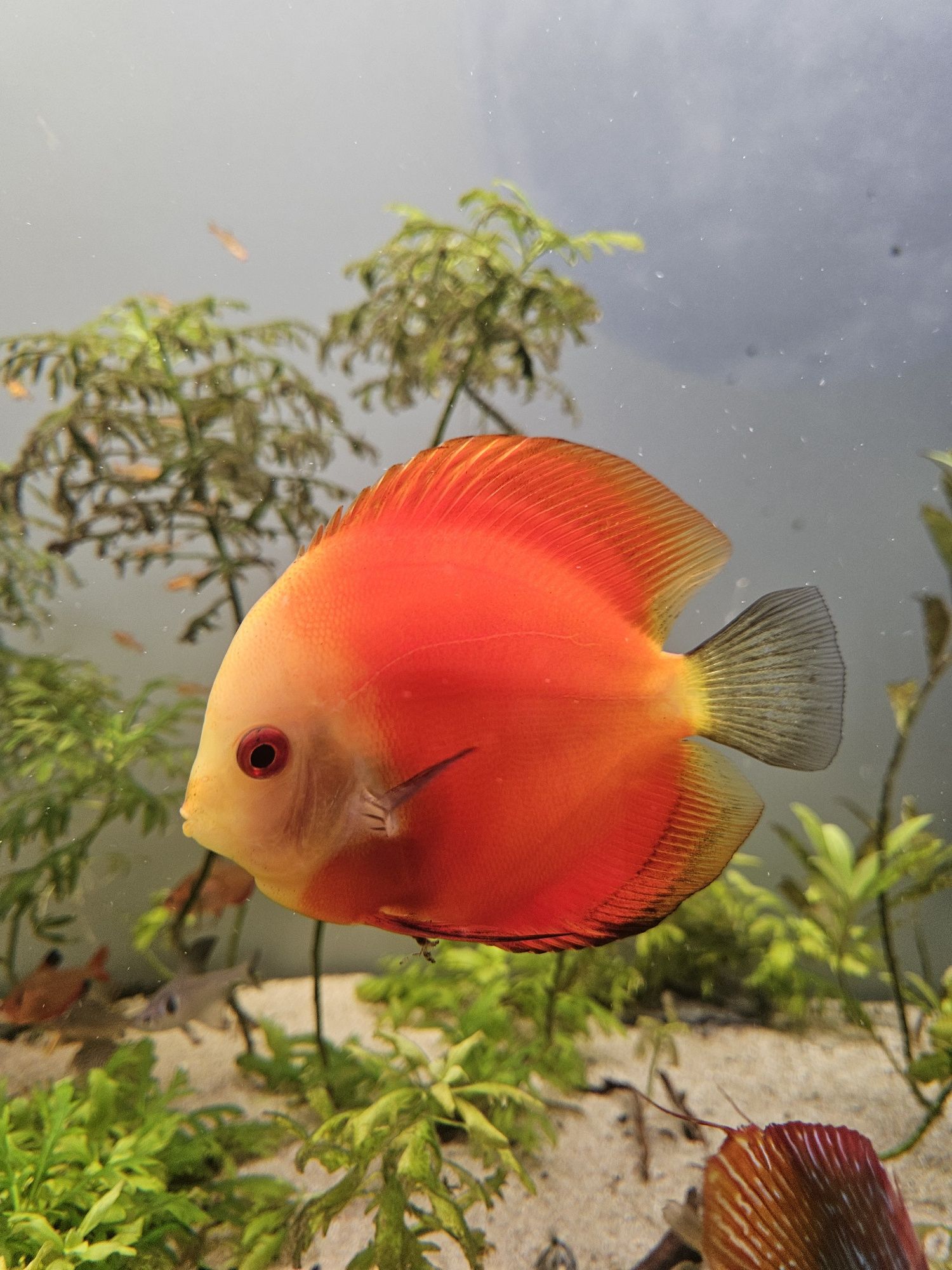 Vendo peixe discus