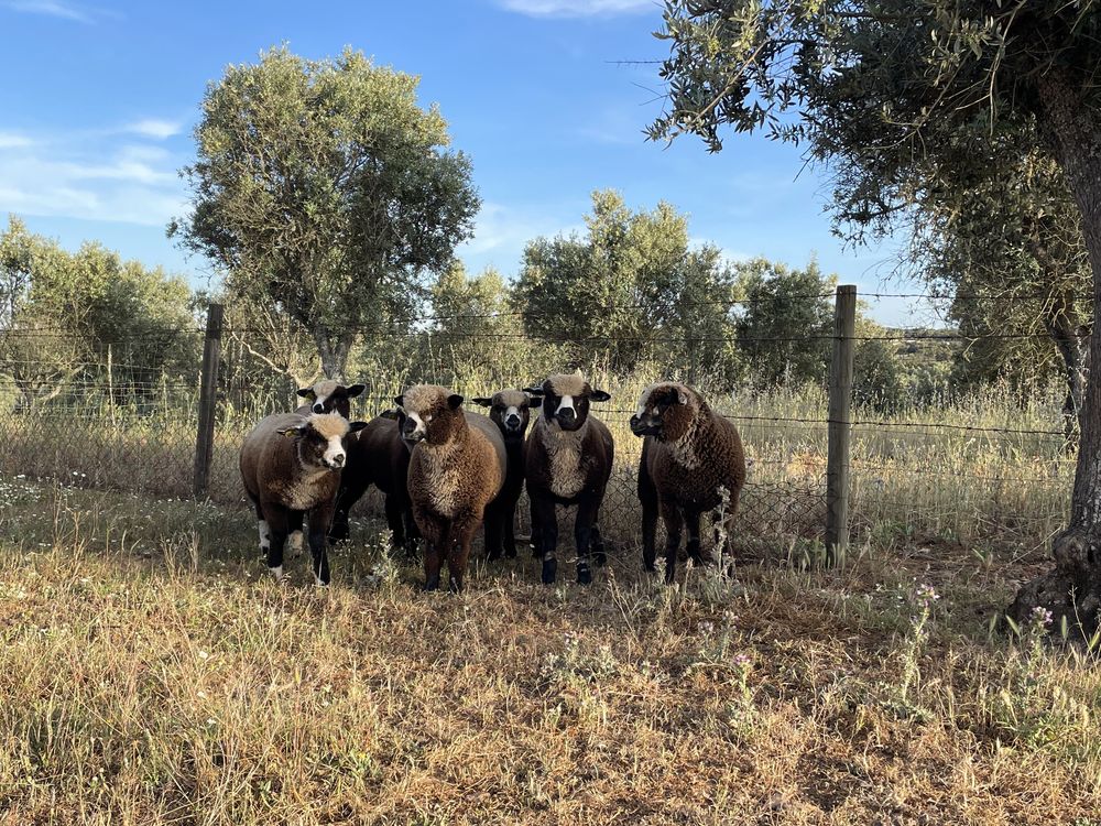 Ovinos P3 Preto Precoce Português