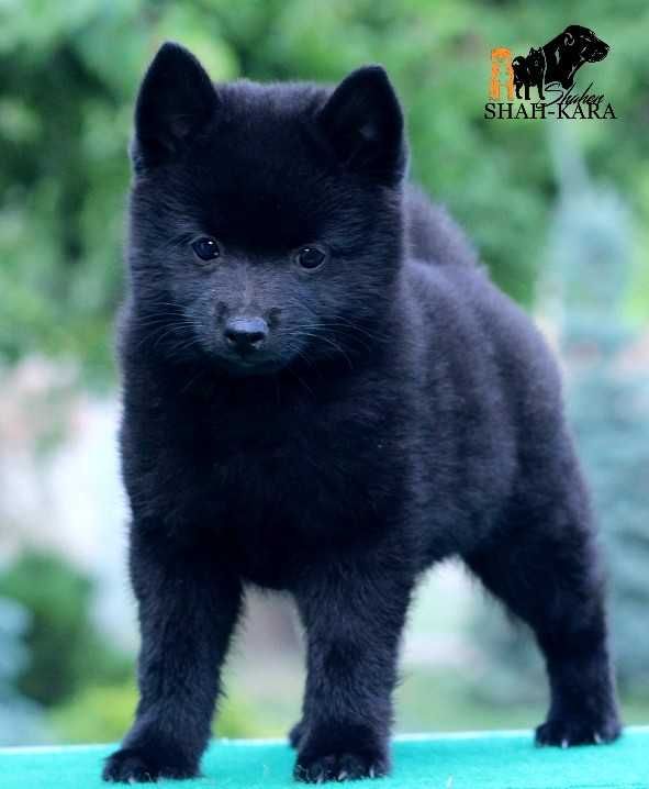 Красень хлопчик Шипперке