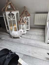 Unikatowy bialy kot brytyjski