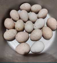 Яйца индюков на инкубацию