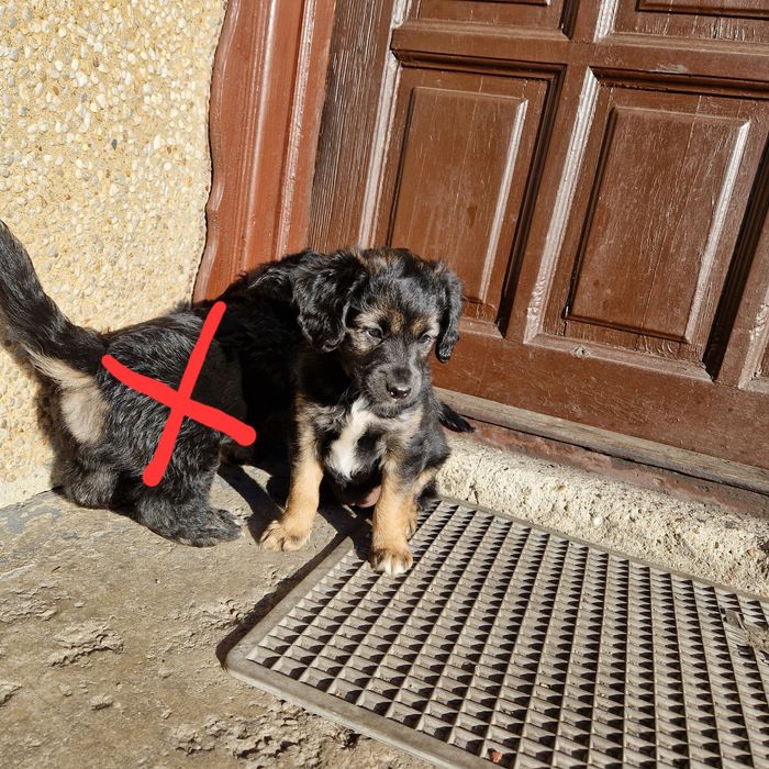 Oddam szczeniaka w dobre ręce