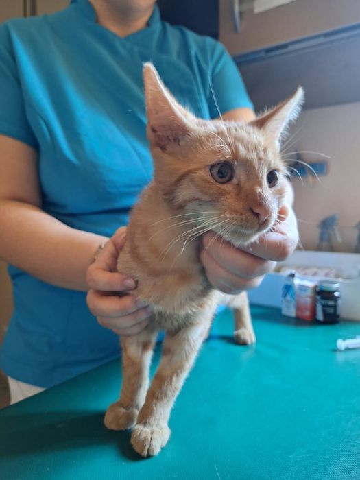 Kocurek 20 tygodni poleca się do adopcji