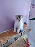 Kociaki do adopcji