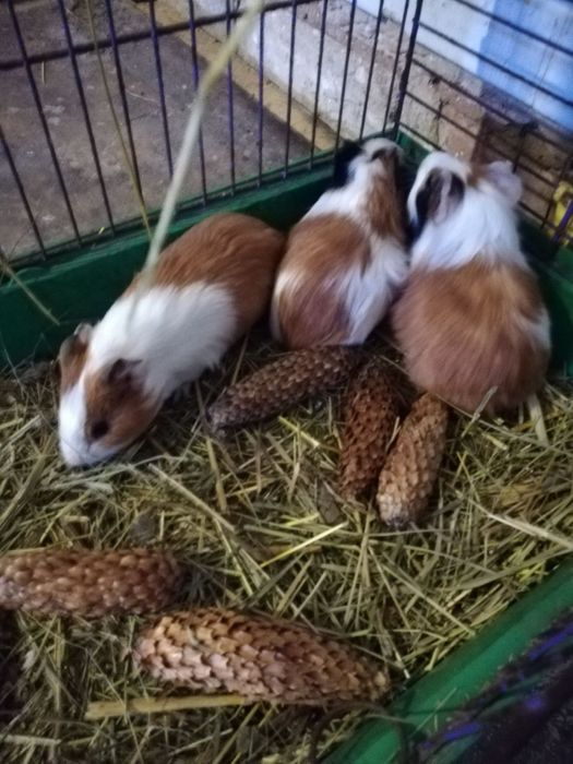 Морские свинки в наличии всегда