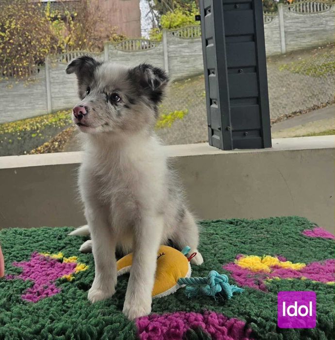 Border collie piesek po Championie ZKwP/FCI