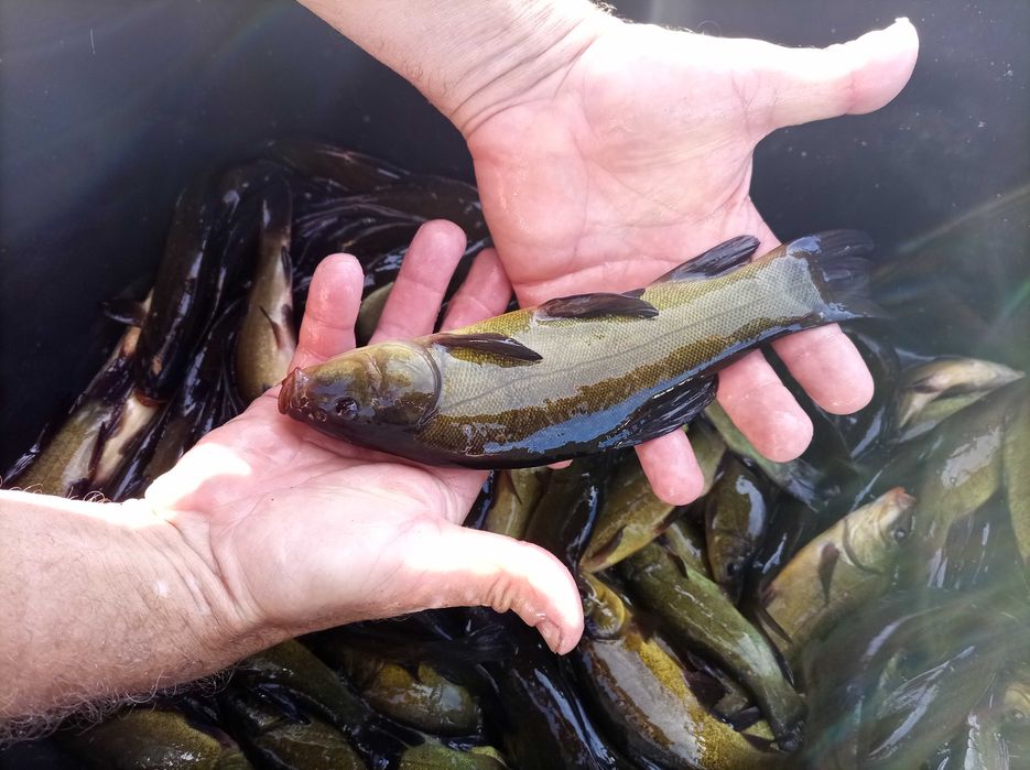 Lin kroczek  , amur karp Jesiotr węgorz