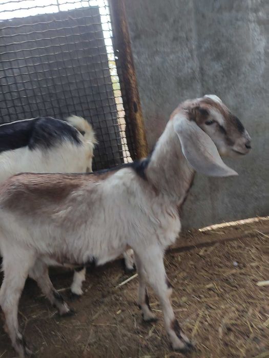 Продам чудового англонубійського козла на племя