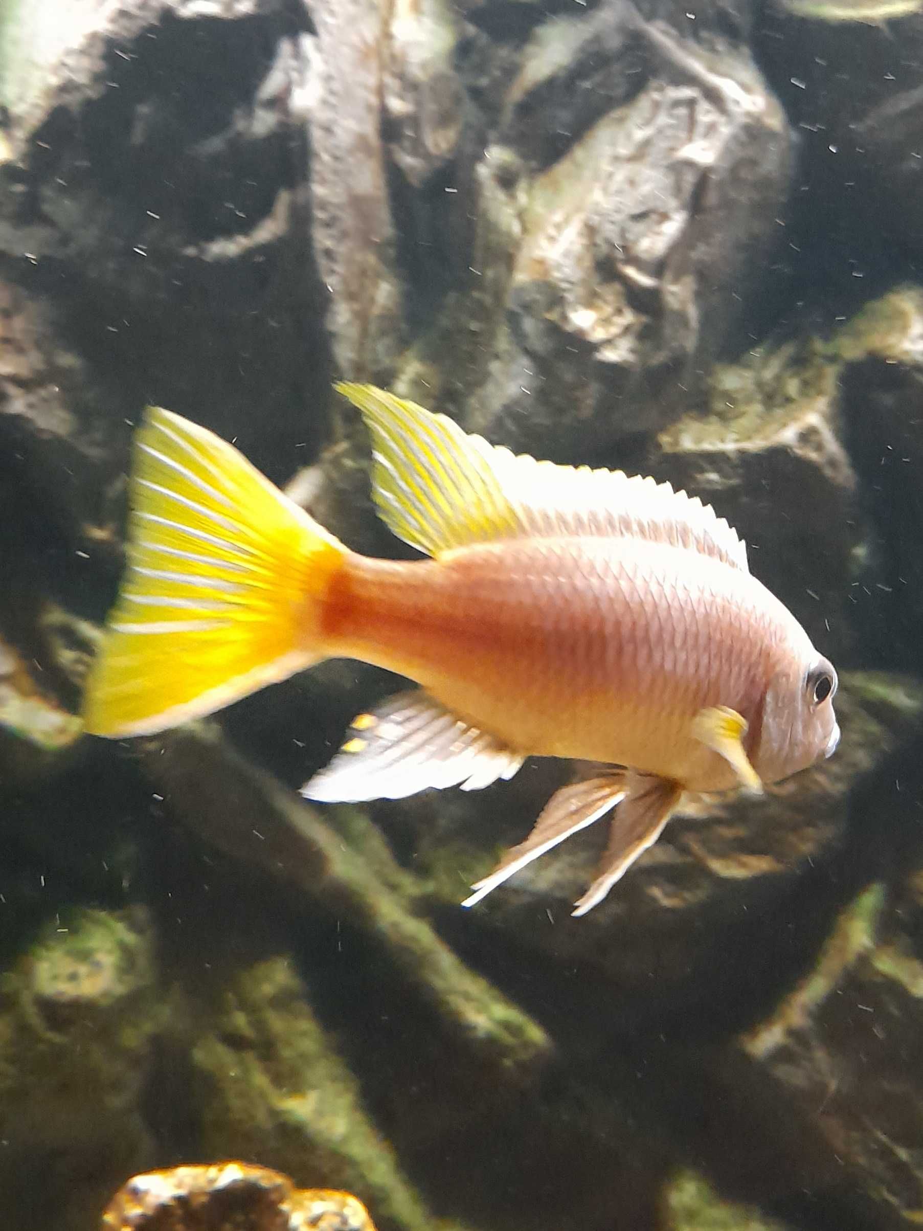 Pyszczaki Pseudotropheus Acei Luwala