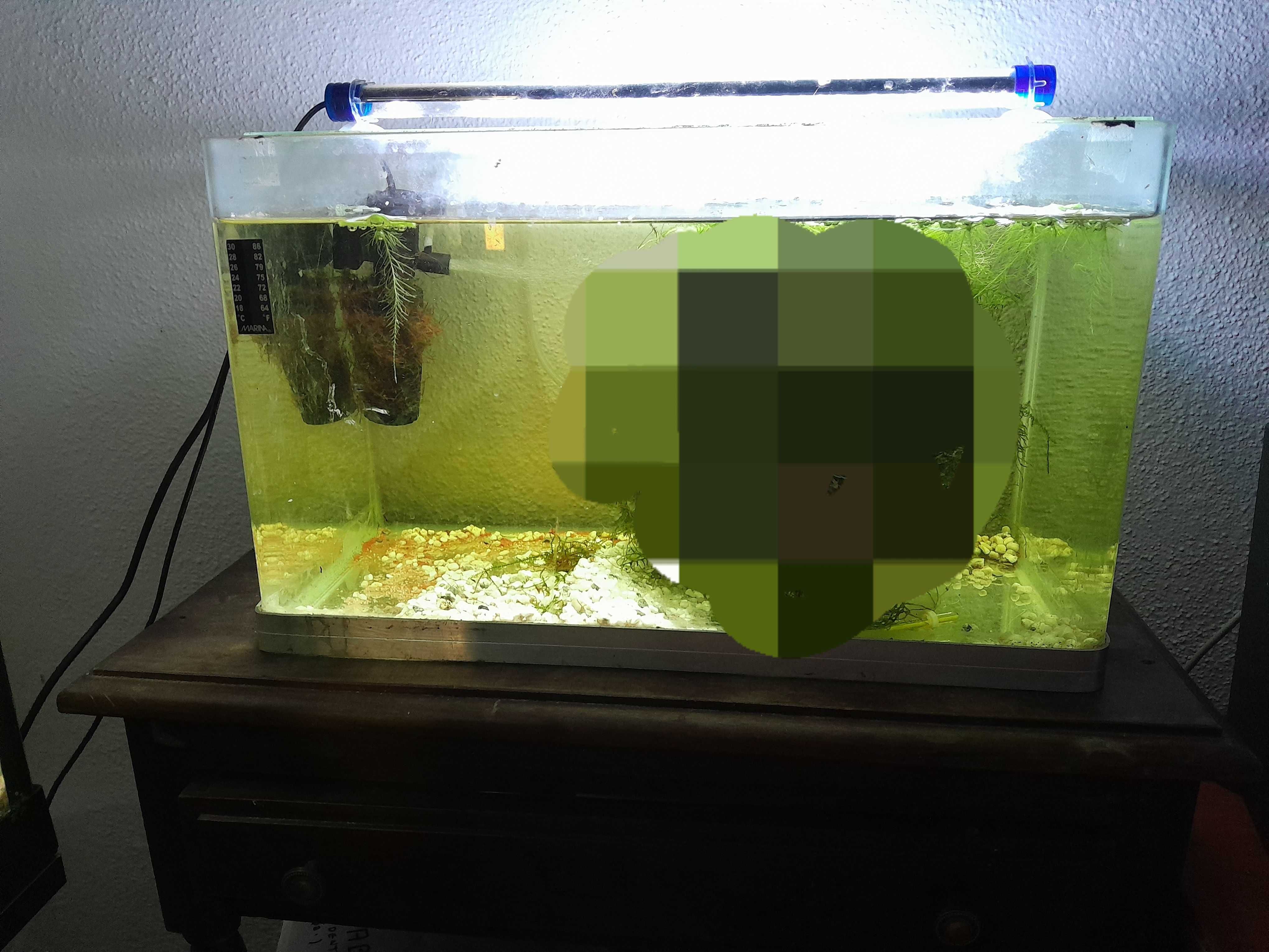 Vendo aquário de 30l com filtro