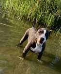 American Bully suczka