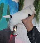 Menina jack russel terrier top