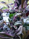 Tradescantia Nanouk