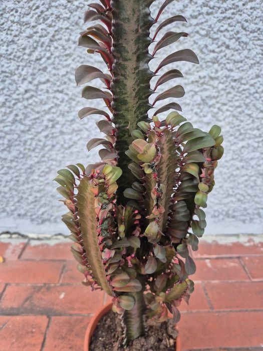 Euphorbia trigona czerwona wilczomlesz trójżebrowy 75cm