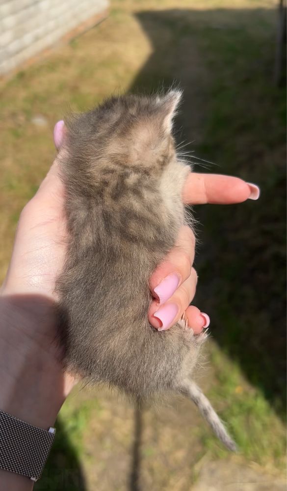 ВІДДАМ кошенят у добрі руки