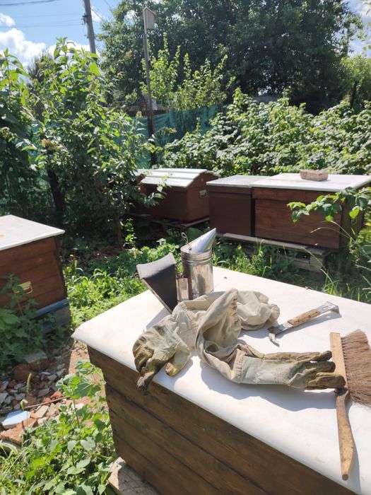 Свіжий мед 2025 з Полтавщини. Акація липа сади ліс.