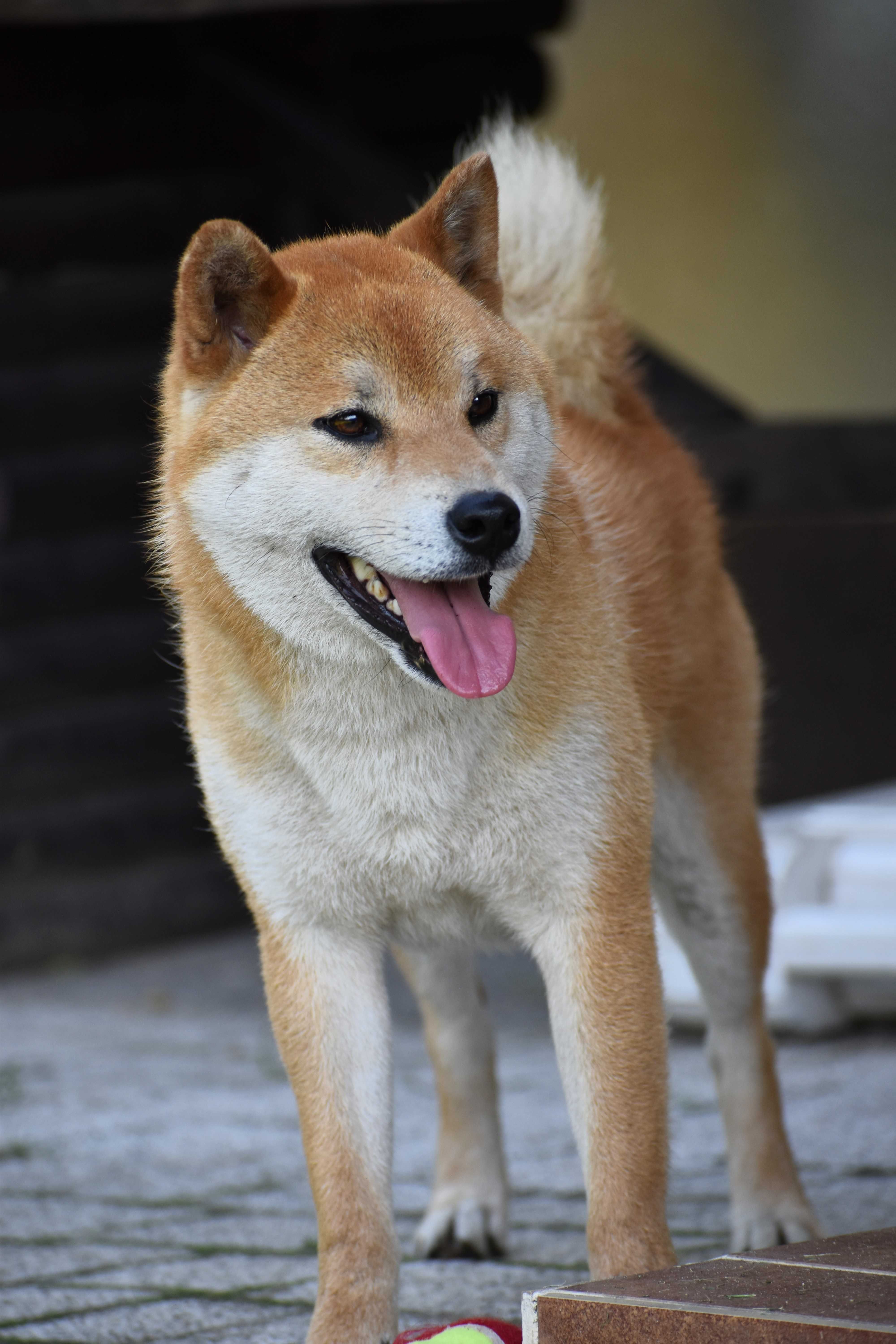 Shiba Inu , 3 letni samiec , w czystej linii Japończyk