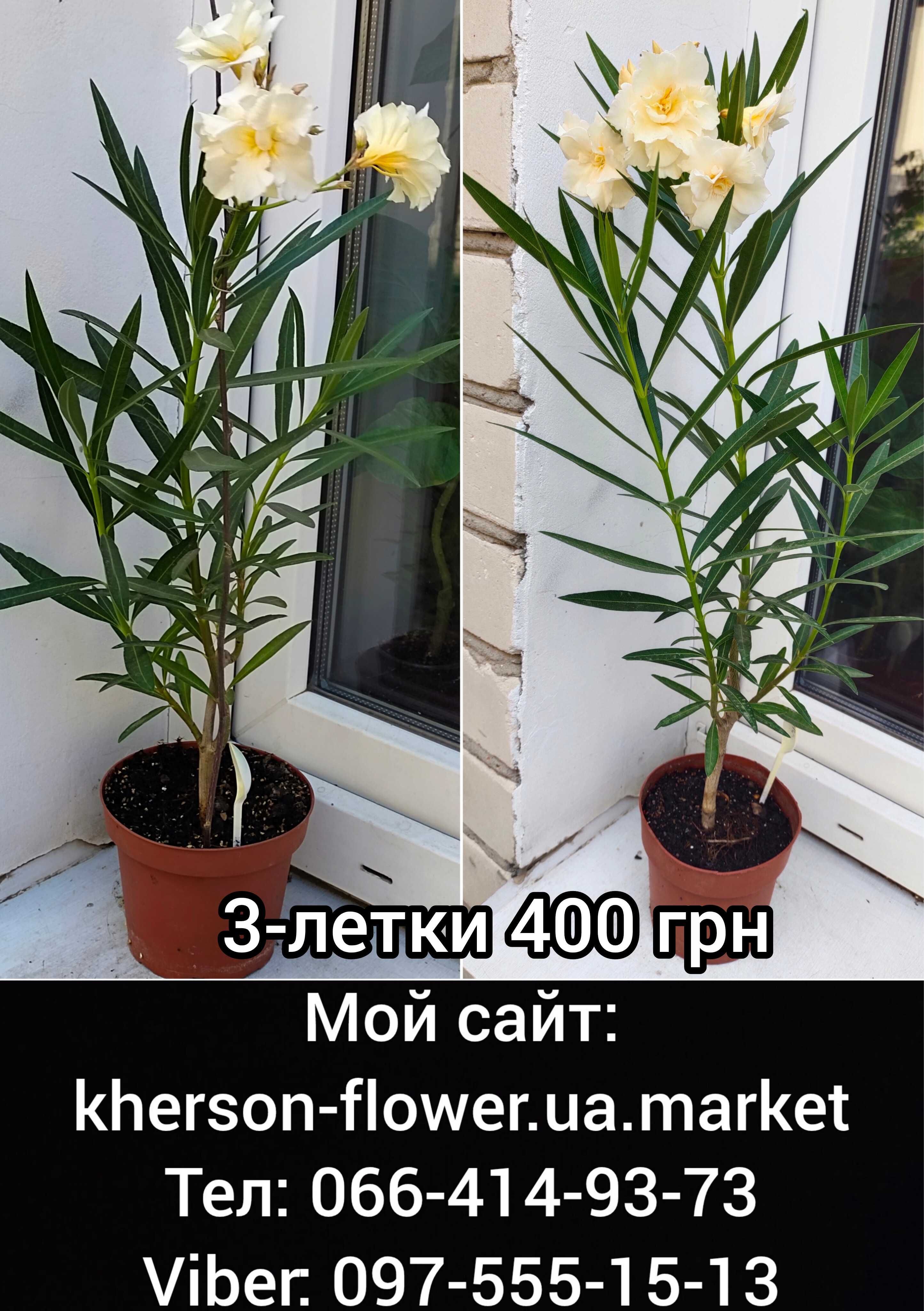 Luteum Plenum – кремовый махровый олеандр с оранжевой серединкой