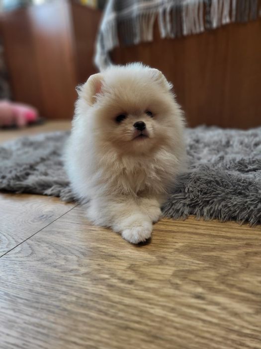 Szpic miniaturowy pomeranian