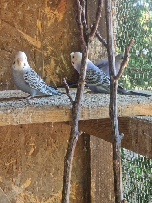 Faliste nimfy gołąbki diamentowe