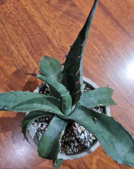 Agave/ Agawa Havardiana
