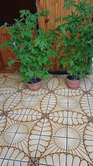 Dom i ogród kwiaty  doniczkowe Geranium inaczej Anginka
