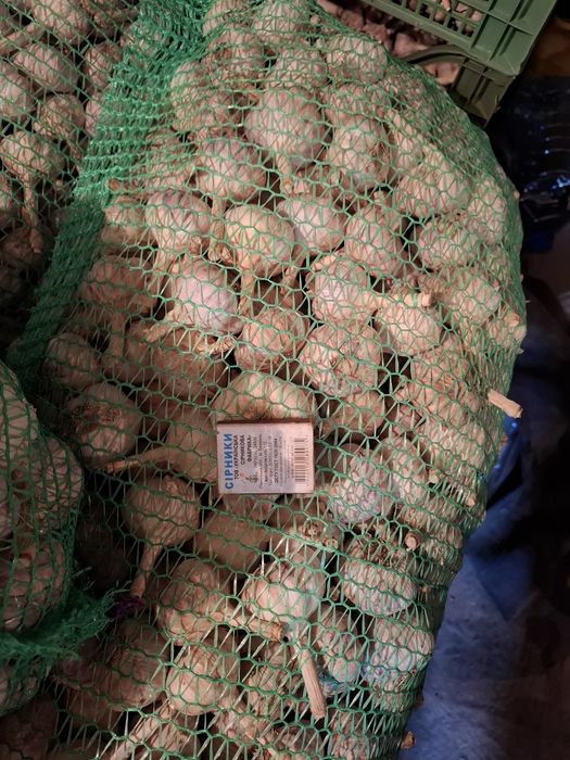 Продам часник Любаша
