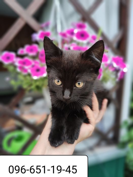 В добрі руки кошенята