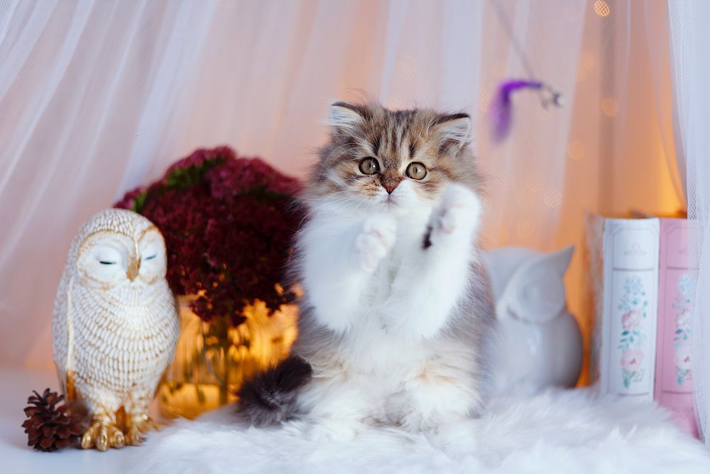 Kot szkocki, scottish fold długowłosy kociak