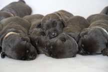 Labrador retriever -  czekoladowy  piesek ZKwP/ FCI