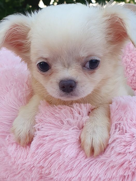 Девочка крем длинношерстная