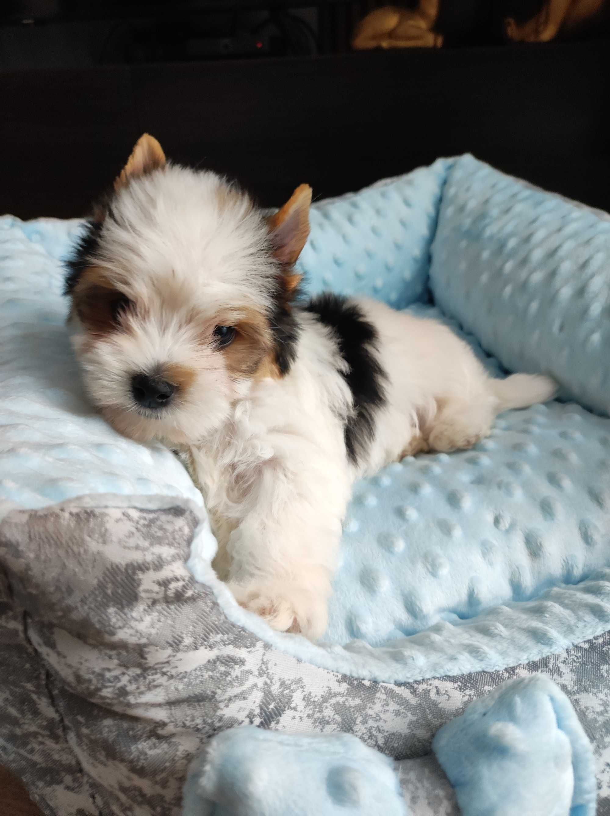 Yorkshire terrier