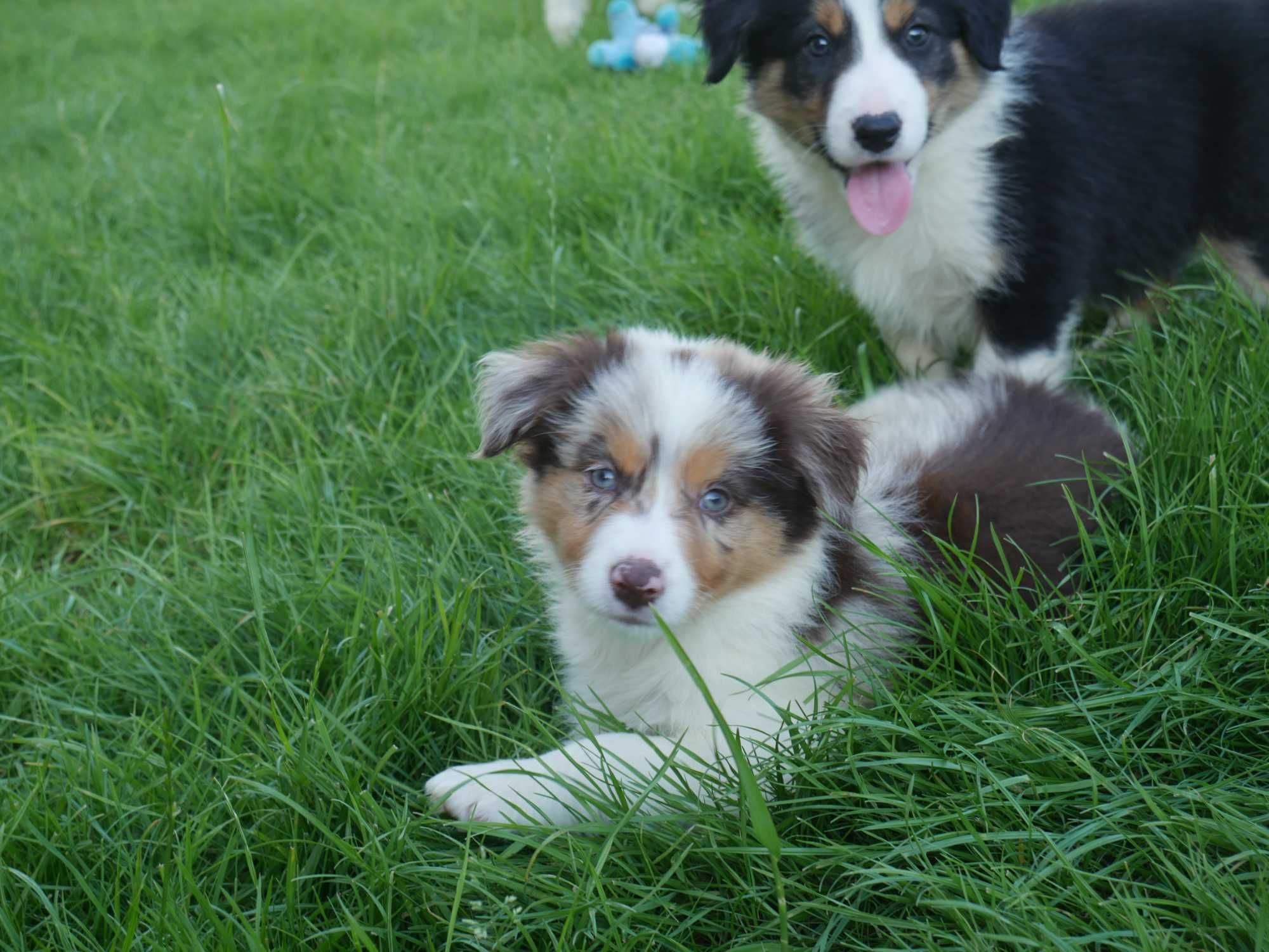 Border collie -  Merle Tri Color