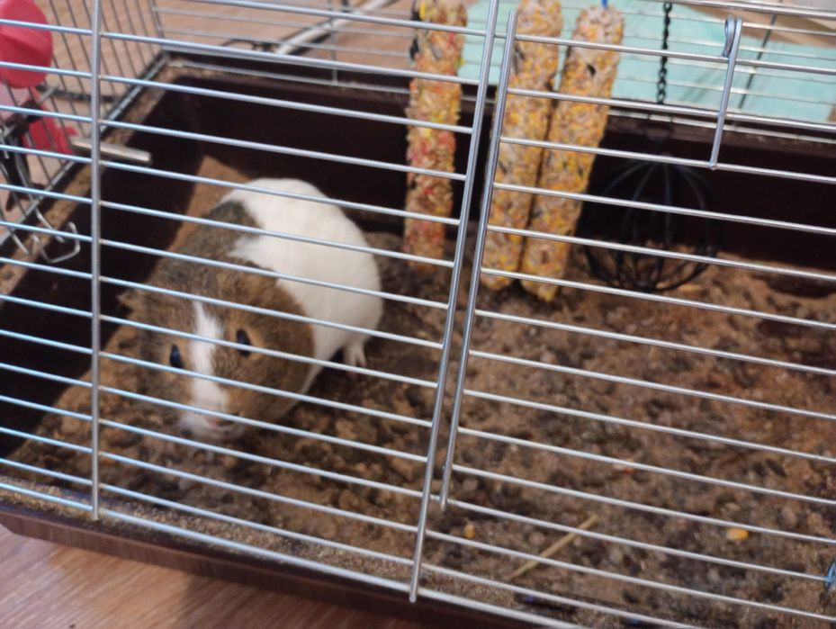 Віддам морських свинок 44 кв.