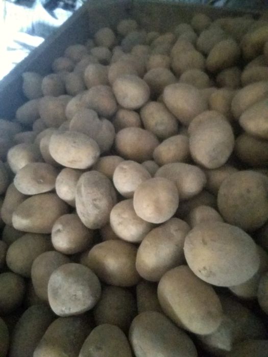 Ziemianki jadalne i paszowe, sadzeniaki