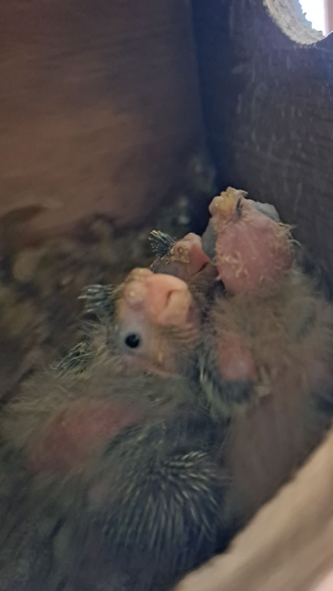 Caturras bebés 2025