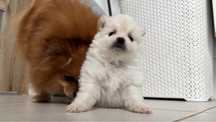 Szpic miniaturowy pomeranian